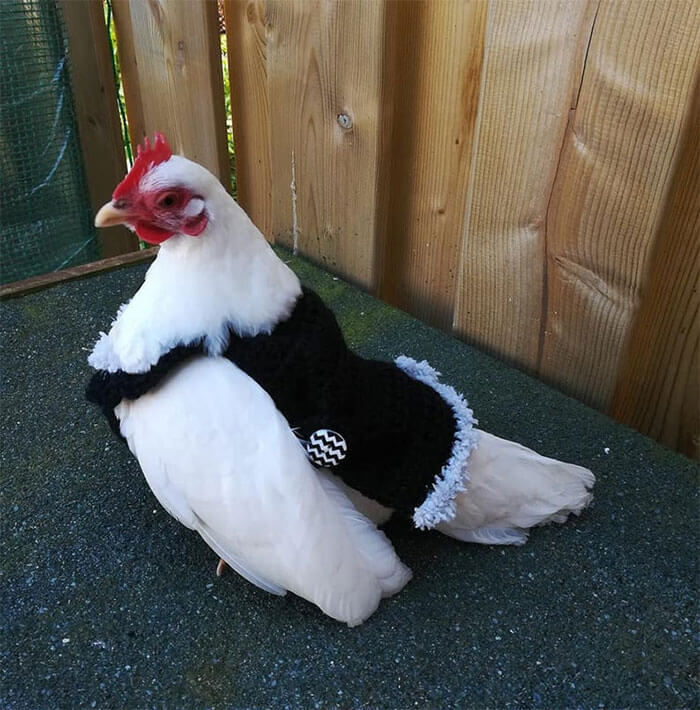 These Fashionable Chickens Are Ready For Fall With Their Stylish Knitted Outfits