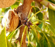 Yemas Florales. Juan Paco Marsilla. Soluciones en el Cultivo Ecológico del Almendro.