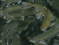 picture of high density arctic char farming in tanks