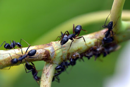 Top 4 Ways on How to Get Rid of Ants Naturally from New York City