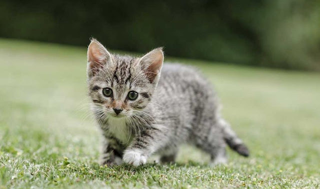 Penyebab Kucing Mencret dan Cara Mengatasinya