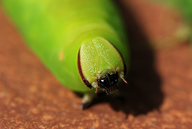 Ligusterschwärmer, Sphinx ligustri