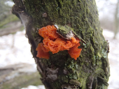 grzyby zimowe, grzybobranie w zimie, grzyby w lutym, trzęsak pomarańczowożółty Tremella mesenterica, uszak bzowy Auricularia auricula-judae,  płomiennica zimowa, zimówka Flammulina velutipes  