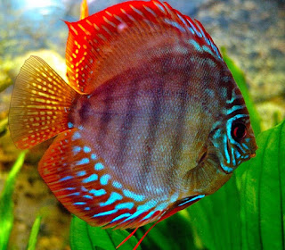 cara budidaya ikan discus di akuarium,ikan hias,ikan guppy,ikan patin,ikan nila,lele di kolam tembok,lele dalam kotak terpal,