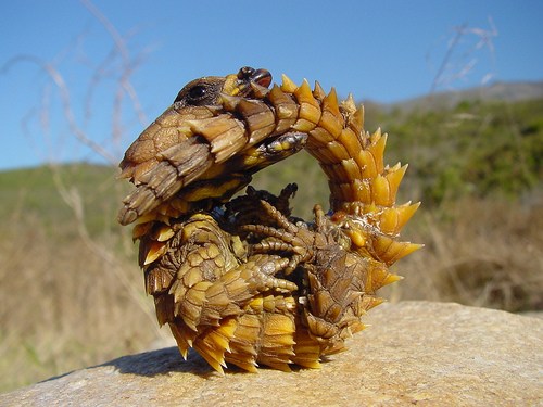 Armadillo Girdled Lizard Ouroborus cataphractus Carnivora Forum - armadillo girdled lizard for sale