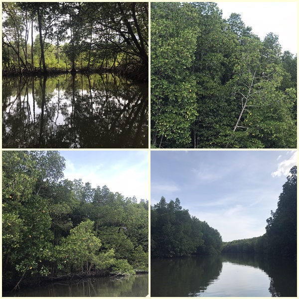 Terokai Langkawi Nature Park dan Mangrove Walk