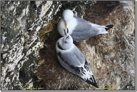 Bempton Cliffs - August