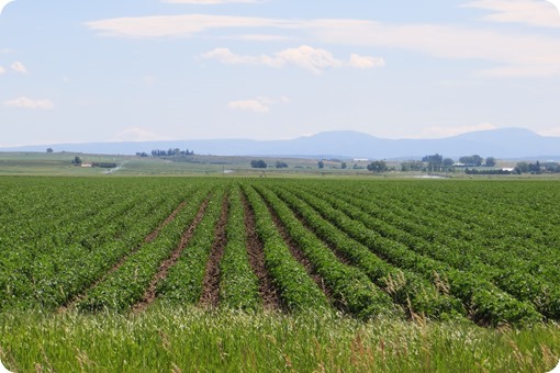 Idaho Potato Fields