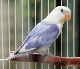 11 Jenis  Warna  Lovebird Termahal dan Tercantik Paling 