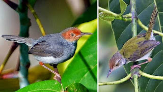 Ciri-Ciri Umum Burung Prenjak Burung prenjak umumnya berukuran kecil dan berekor panjang. Burung prenjak panjang tubuh, di ukur dari ujung paruh hingga ujian ekor, kebanyakan anatara 10-14 cm, meski ada yang lebih dari 25 cm. Kebanyakan berwarna kekuningan, hijau zaitun, atau kecoklatan di punggung, dengan warna keputiha atau kekuningan di perut Burung ini besuara nyaring dan resik, prenjak sering berbunyi tiba-tiba dan berisik. Beberapa jenis bunyi keras untuk menandai kehadirannya, sambil bertengger pada ujung tonggak, ujung ranting, tiang. kawat listrik atau tempat-tempat menonjol lannya.   CIRI-CIRI PRENJAK KEPALA MERAH JANTAN Pada prenjak kepala merah jantan, terdapat dua buah bulu di bagian ekor yang lebih panjang daripada prenjak kepala merah betina. Pada bagian dada, prenjak kepala merah jantan memiliki bulu yang berwarna agak gelap atau kehitaman. Pada bagian kepala, bulunya lebih berwarna merah menyala dan tegas. Ciri ini biasanya digunakan saat prenjak kepala merah masih anakan/bakalan. Bentuk ekor prenjak kepala merah jantan lebih mengembang dan membulat. Untuk masalah ocehan/kicauannya, prenjak kepala merah jantan lebih variatif dan tidak monoton.   CIRI-CIRI PRENJAK KEPALA MERAH BETINA Pada bagian ekor, 2 buah bulu prenjak kepala merah betina lebih pendek dari yang jantan. Bulu pada bagian dada berwarna lebih terang daripada prenjak kepala merah jantan.  Saat masih bakalan atau anakan, prenjak kepala merah betina memilili warna bulu yang berwarna merah namun agak kabur/tidak tegas jika dibandingkan dengan yang jantan. Pada bagian ekor, prenjak kepala merah betina memiliki bentuk ekor yang lebih menguncup dan lancip. Tidak seperti jantan yang lebih mengembang dan membulat. Kicauannya monoton dan tidak variatif. 