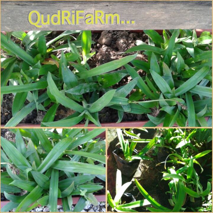 QudRiFaRm: Rumput Beijing @QudRiFaRm