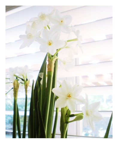 paperwhites