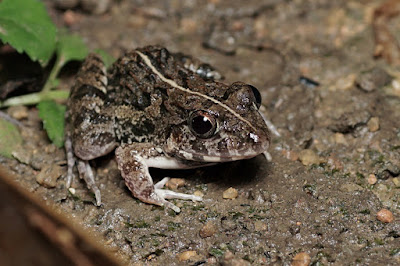 paddyfield frog, ranidae, amphibians