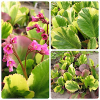 Бадан (Bergenia) 'Solar Flare'.