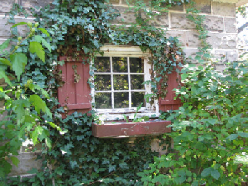 ivy-covered window