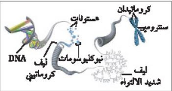 ملخص درس المادة الوراثية ، DNA - الوراثة الجزيئية