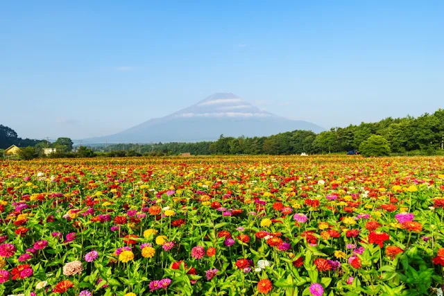 富士山と百日草（ジニア）～花の都公園