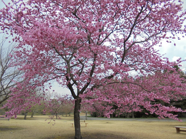 とっとり花回廊のヨウコウ桜