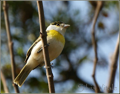 argentinian birds