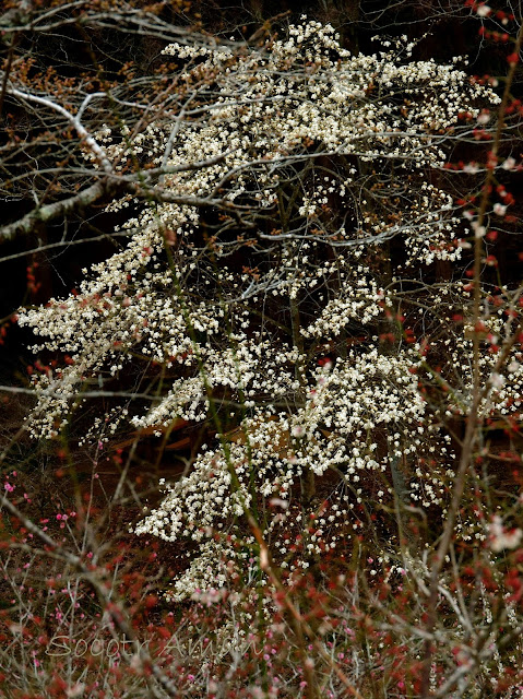 Magnolia kobus