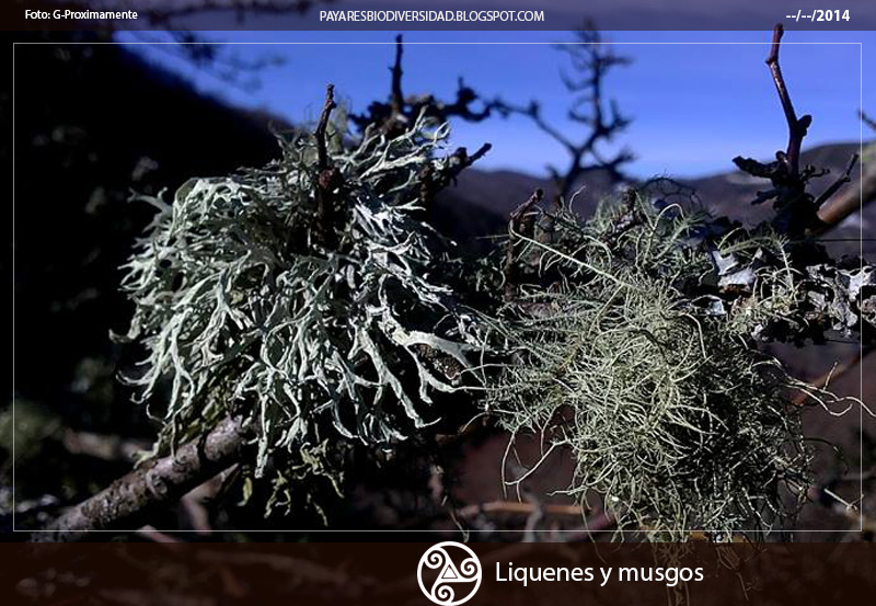 Liquenes y musgos Pajares Asturias