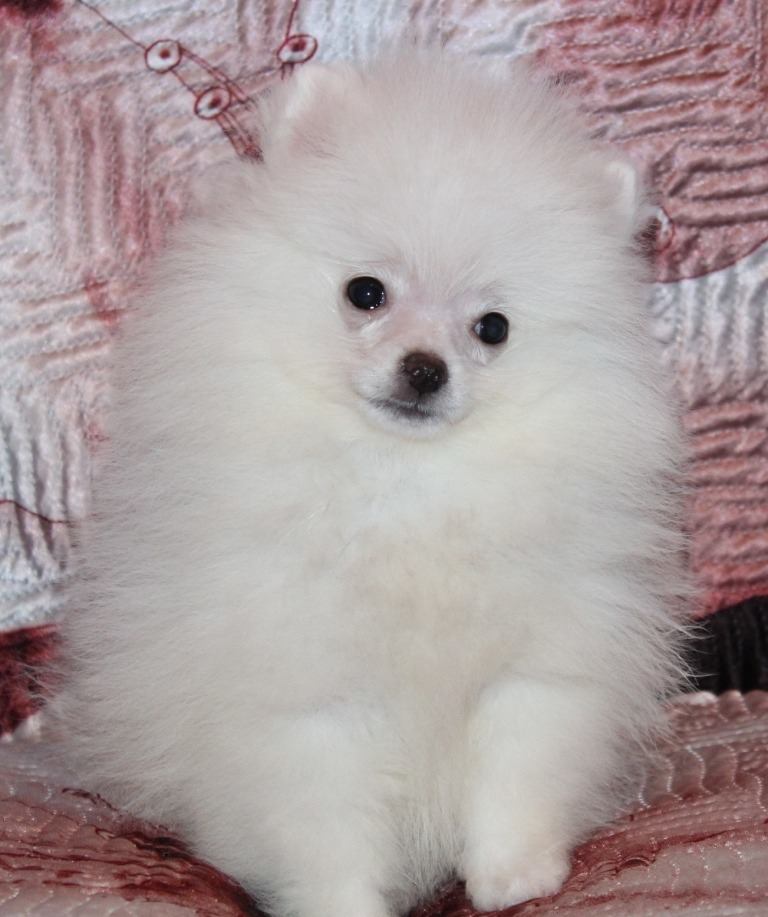Tips memelihara Anjing mini pom  putih Anjing  Pom 