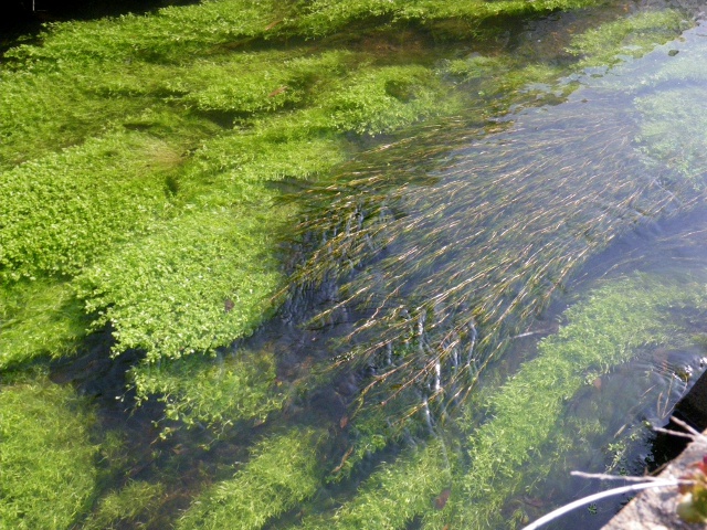 花鳥風月 水草茂る水路