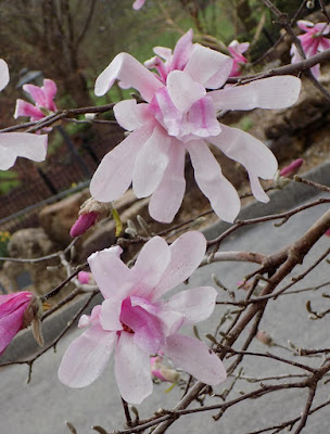 Magnolia × loebneri 'Leonard Messel'