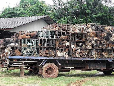 Hundreds of caged dogs are seen on a truck