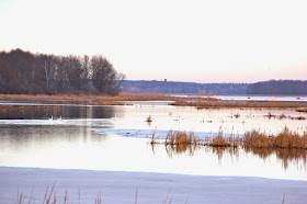 December swans, Carlos Avery Sunrise River pools