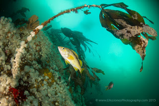 Yellowtail Rockfish on Browning wall.