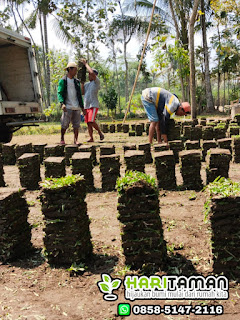 RUMPUT GAJAH MINI BATU MALANG APRIL TAHUN 2024