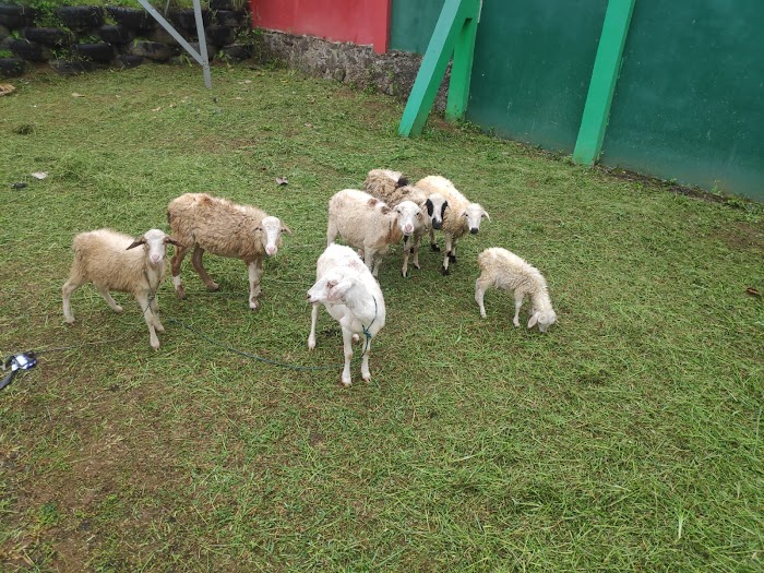 Nekat Curi 7 Ekor Kambing, Tiga Pria Diciduk Satreskrim Polres Lebak