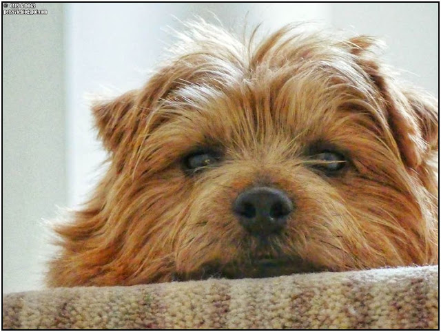 norfolk terrier