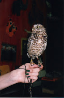 Great Horned Owl