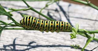 I do love a colourful caterpillar