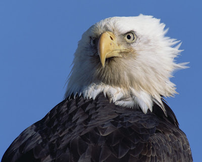 eagle wallpapers. eagle wallpapers.