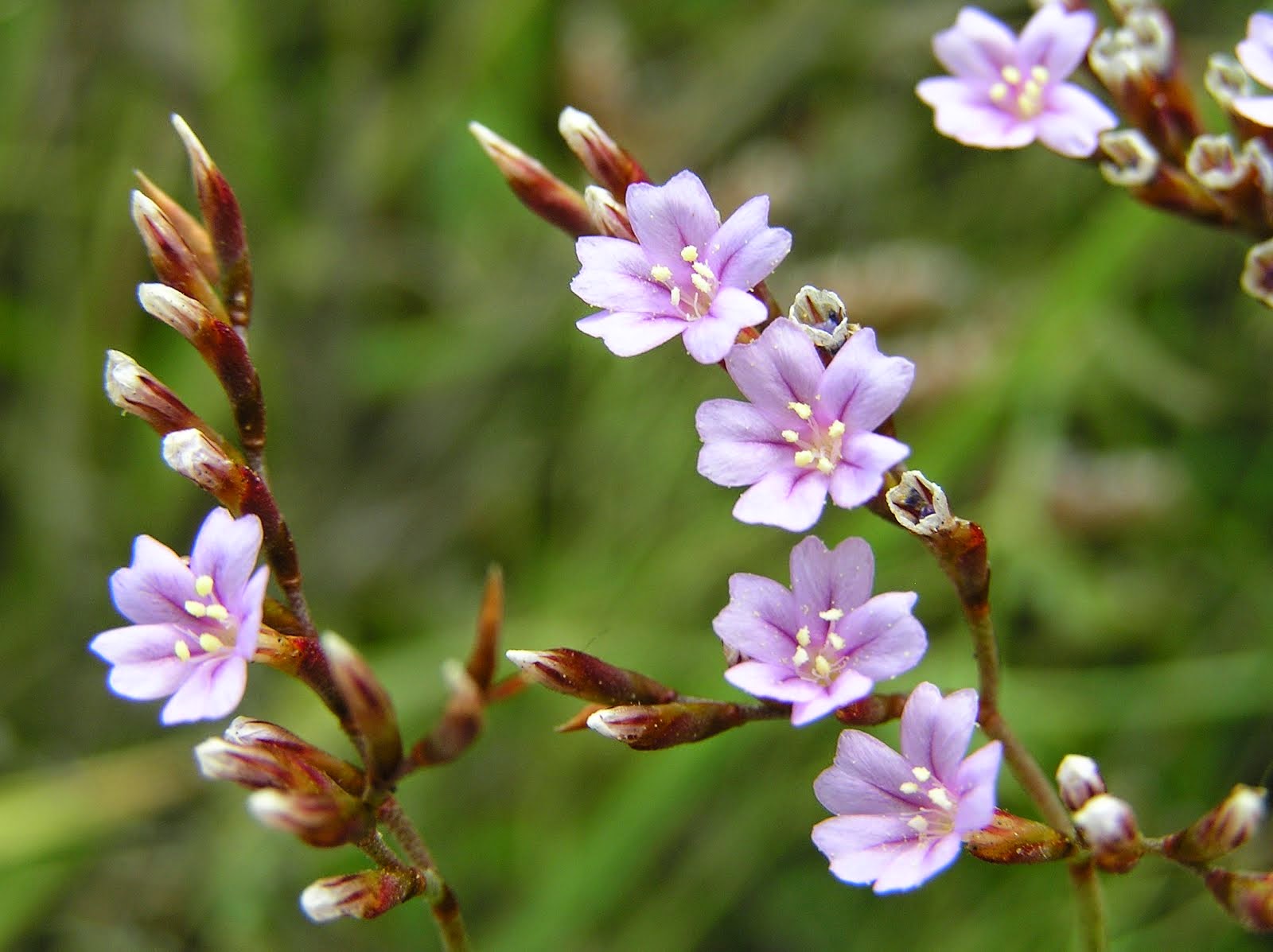 FLORES 1