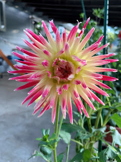 Beautiful Pink Yellow Dahlia