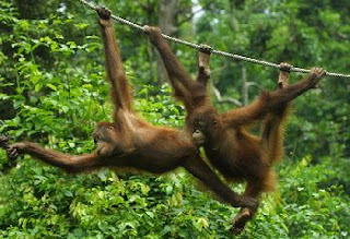 orangutan habitat image