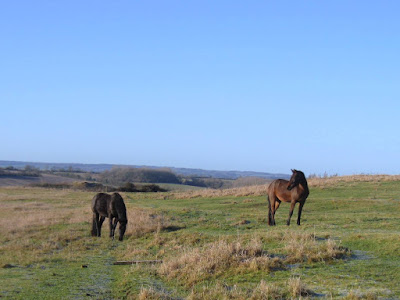 Two horses in a field with blue sky