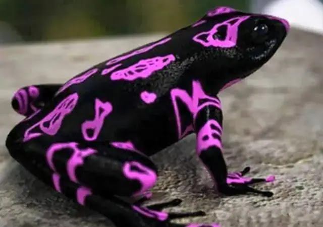 Top 10 weirdest frogs on earth