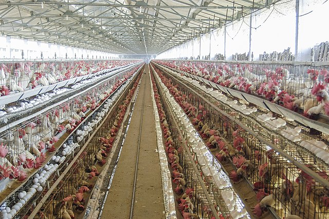 Quezon province declared avian influenza-free