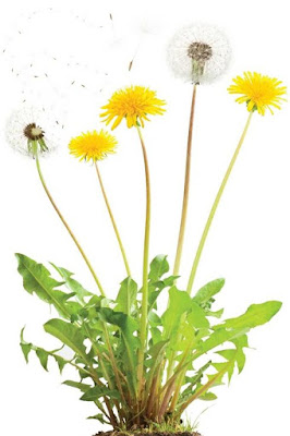 Daun dan Akar Dandelion Ternyata Bersifat Anti Kanker