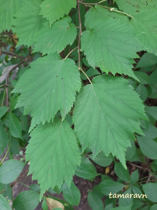 Лещина маньчжурская (Corylus mandshurica, =Corylus sieboldiana var. mandshurica)