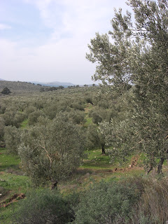 olive trees right down to the sea, far in the distance