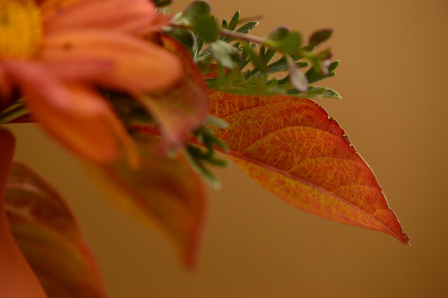 small sunny garden, monday vase, hamelia patens, amy myers