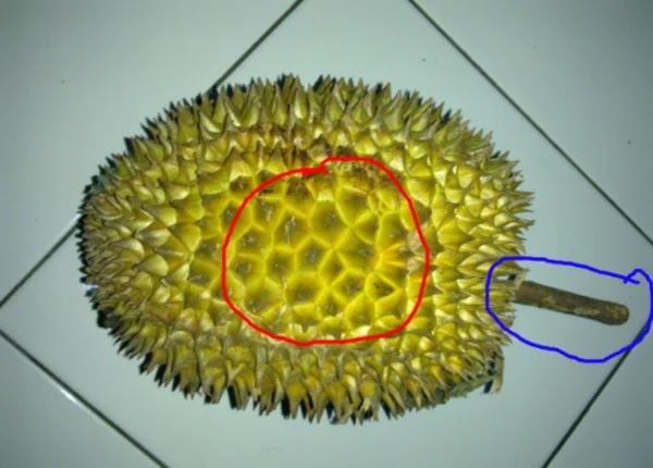 Cara Memilih Buah-Buahan Yang Manis, Segar Dan Baik