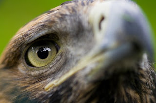 eagle face wilad animal bird picture species aves carnivorous wallpaper