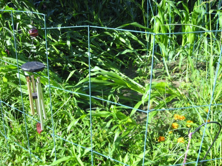 Heavy one-hour rain storm damages corn stalks